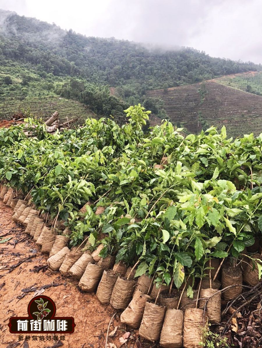 Yunnan small bean coffee (Catimor)