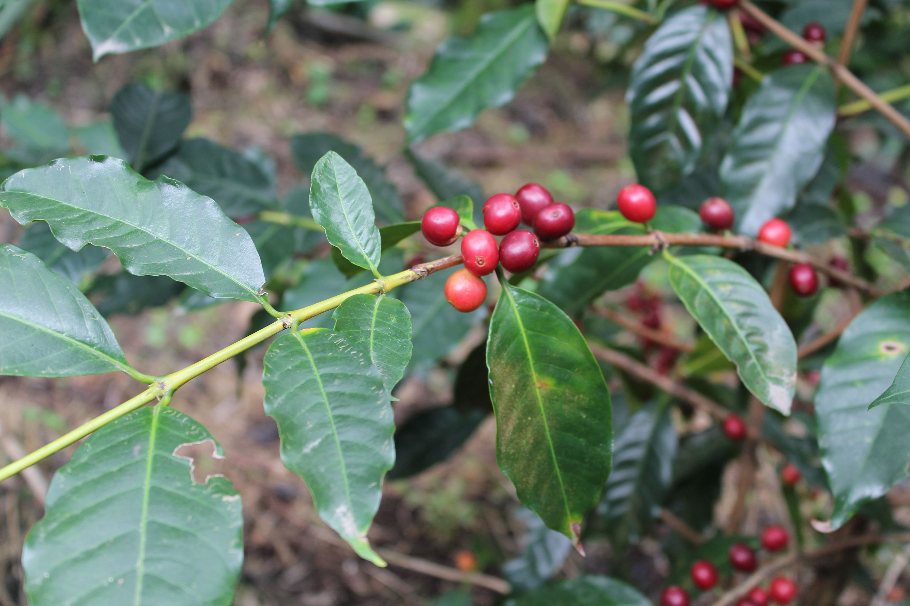 Typica coffee variety plant and beans