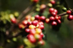 What are the coffee regions? Introduction to Indonesian coffee brands and characteristics of Mandheling coffee beans.