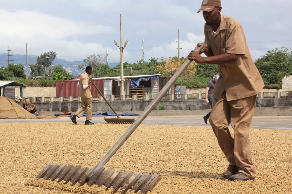 Washed coffee processing at Clifton Estate