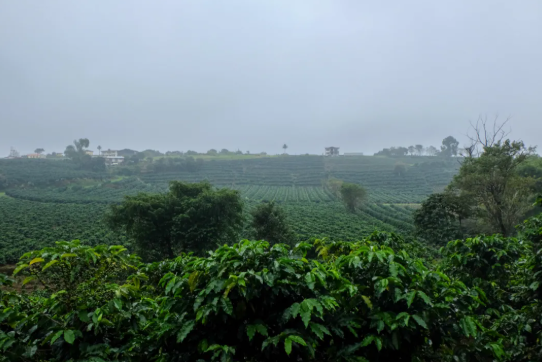 Climate and harvest seasons diagram for Costa Rica coffee