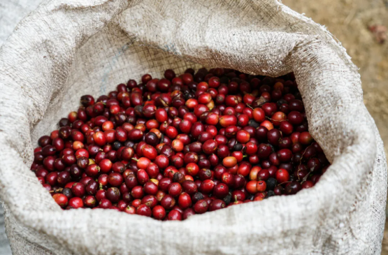 Map showing Costa Rica's seven main coffee producing regions