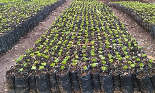 Colombia variety coffee beans