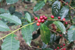 An Introduction to Colombian Coffee Varieties—Types of Coffee Beans from Major Coffee-Producing Countries