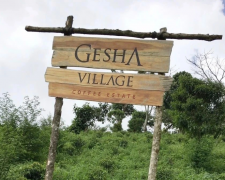 What is Geisha Coffee Variety? Origin and Flavor Characteristics of Geisha Coffee Beans