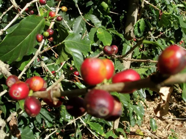 Uraga coffee region landscape