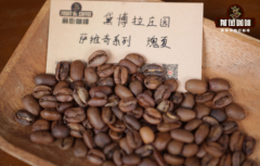 Is Geisha Coffee Delicious? Flavor Review of Special Process Geisha with Anaerobic Fermentation Natural Method.