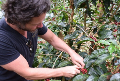 Anaerobic Fermentation Coffee Processing