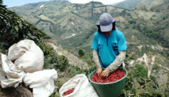 Flavor Profile Evaluation of Costa Rica's Special Process Coffee Beans: The Blueberry Coffee Beans from Finca Piedra De Los Gigantes.